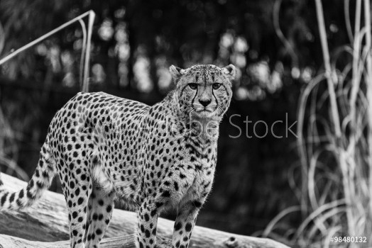 Picture of Cheetah in Black and White at the National Zoo in Washington DC